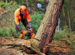 Trusted Santa Venetia, CA  Tree Services Experts